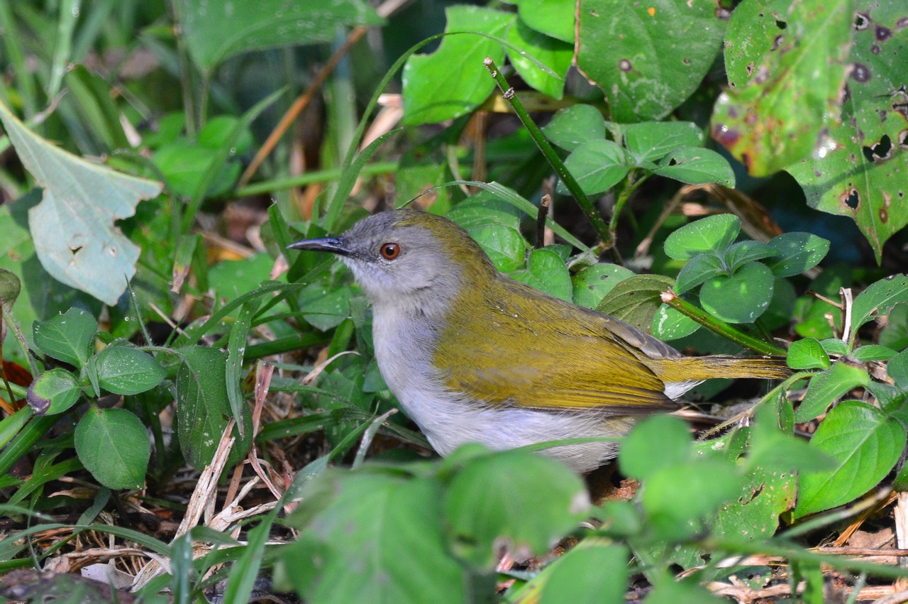 Camaroptera brachyura constans Camaroptera brachyura constans